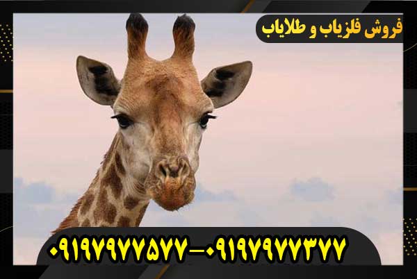 نشانه زرافه در دفینه یابی09197977577