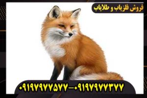 نماد روباه در دفینه یابی